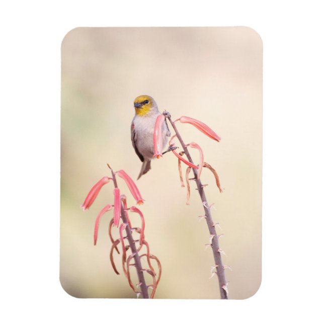 Verdin perched on penstemon magnet (Vertical)