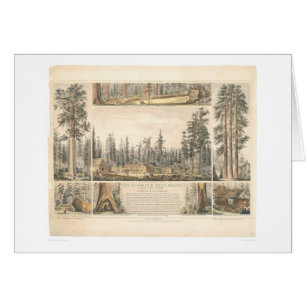 Verger gigantesque d'arbre (0976A)