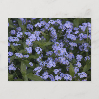 Vergissmeinnicht Postcard