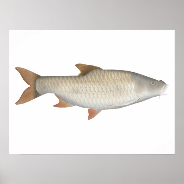 Véritable affiche de tetra à grande échelle (Devant)