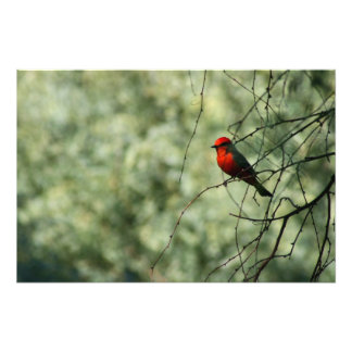 Vermilion Flycatcher Photo Print