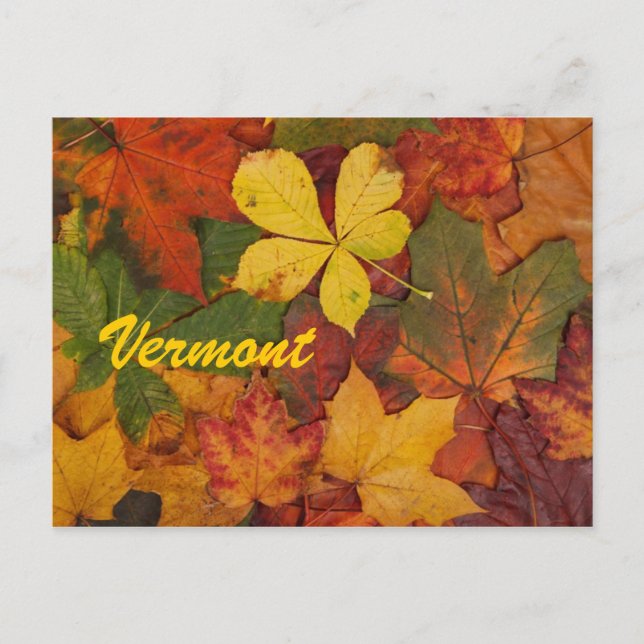 Vermont Autumn Leaves Postcard (Front)