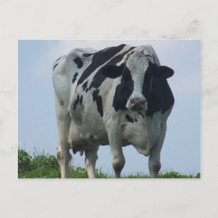 VERMONT DAIRY COW Postcards