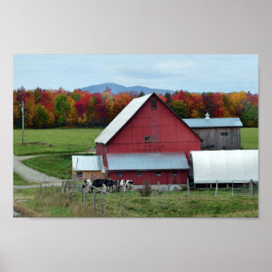 Vermont Dairy Cows at the Red Barn Poster