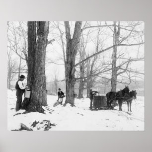 Vermont Maple Sugar Camp, 1906. Vintage Photo Poster