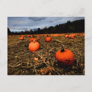 Vermont Pumpkin Patch Postcard