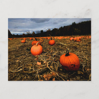 Vermont Pumpkin Patch Postcard