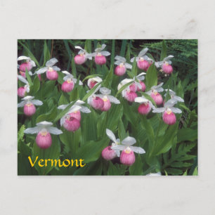 Vermont Showy Lady's Slipper Colony Postcard