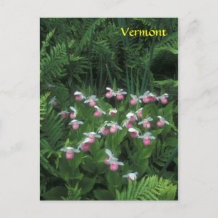 Vermont Showy Lady's Slippers in Ferns Postcard