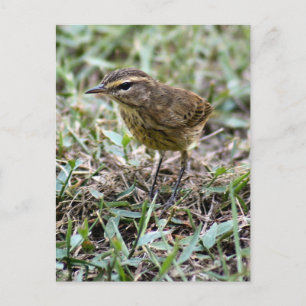 Vero Bird Photo Postcard
