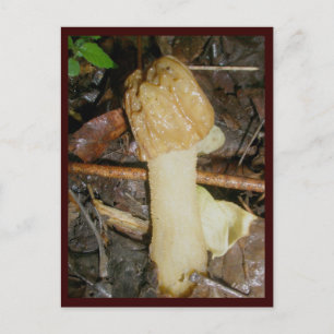 Verpa bohemica Mushroom Postcard