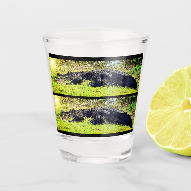Verre à liqueur d'alligator de marais (Devant)