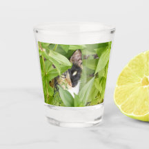 Calico Cat dans les Zinnias