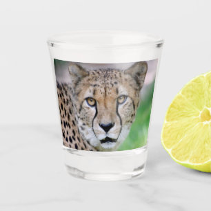 Verre A Shot Cheetah 009