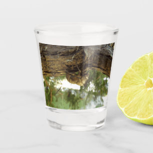 Verre A Shot Coquille de Cicada. C'était pressé.