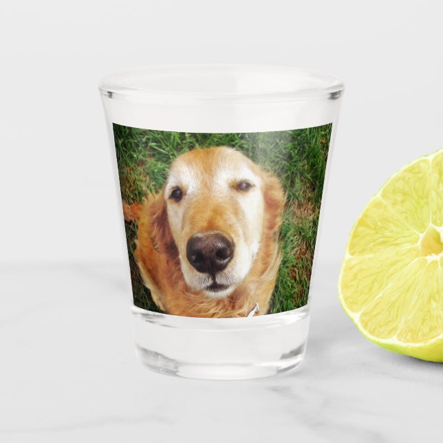 Verre A Shot Golden Retriever (Devant)