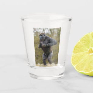 Verre A Shot Gorille de la balle dans la poitrine