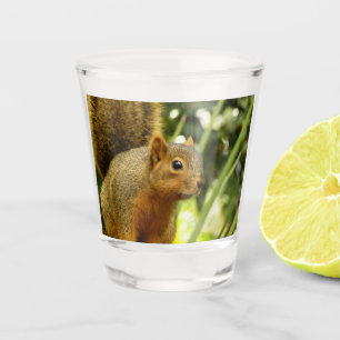 Verre A Shot Portrait d'un écureuil Nature Animal Photographie