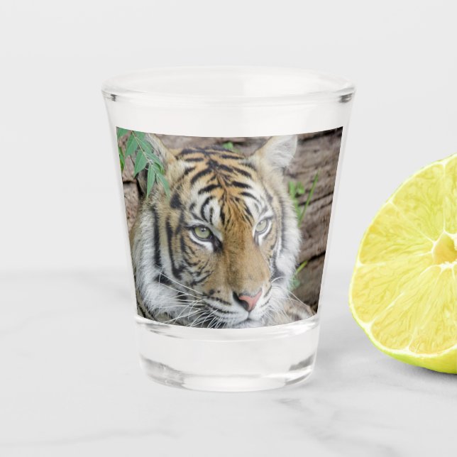Verre A Shot Tiger_002 (Devant)