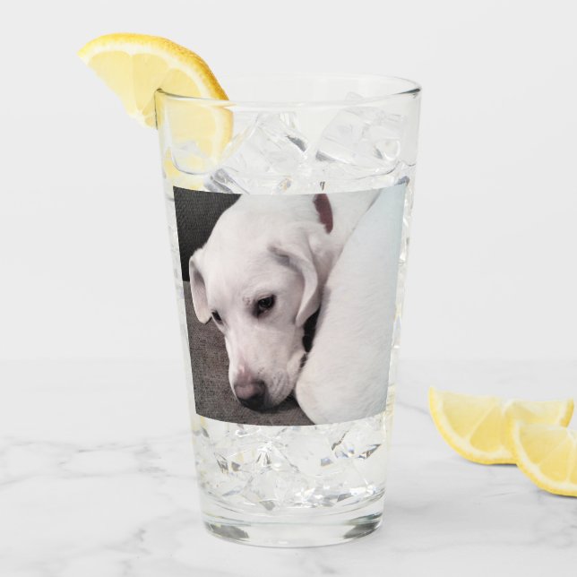 Verre Cute Lazy White Labrador Retriever Mix Dog Glass (Devant glace)