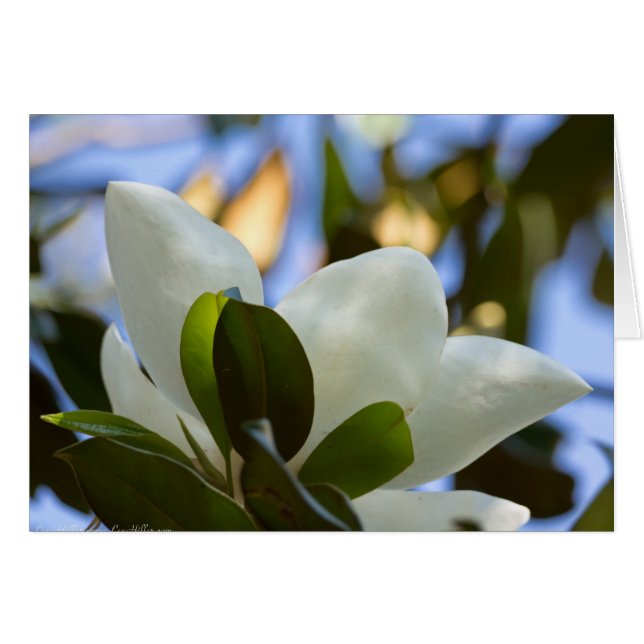 Verre tendu Ciel Magnolia Sud Cadeaux Vêtements (Devant horizontal)