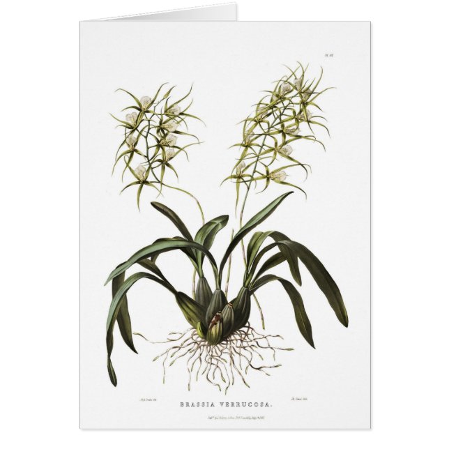 Verrucosa de Brassia (Devant)