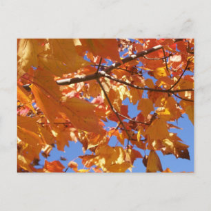 Vers le ciel Carte postale