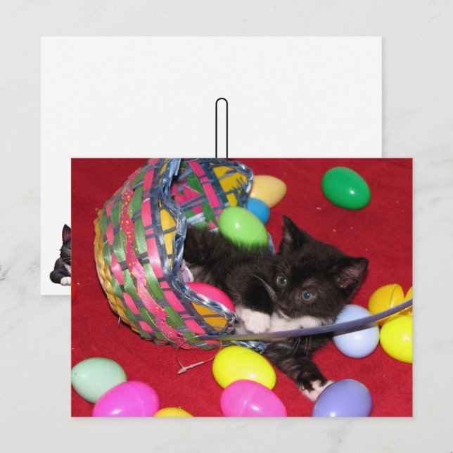 Versace's Easter Wishes Cat /Kitten Holiday Postcard (Front/Back)