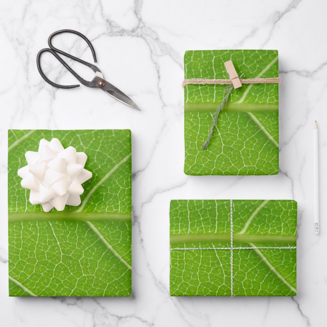 Vert feuillus mignon Gros plan de la feuille verte (Recto)