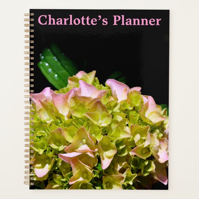 Vert jaune rose Hydrangea rose fleur jaune rose (Devant)