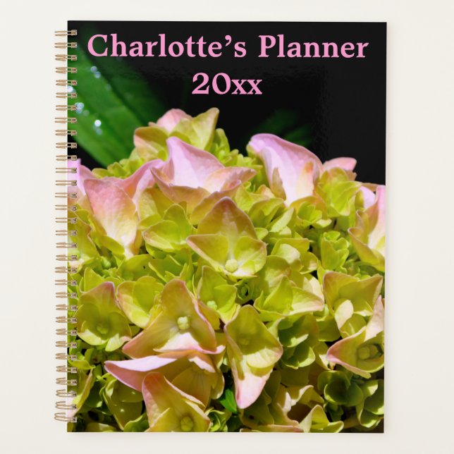Vert jaune rose Hydrangea rose fleur jaune rose (Devant)
