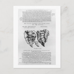Vertebrae, Cocyx (b/w print) Postcard