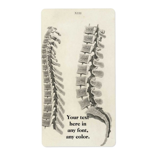 Vertebrae Drawing (Front)