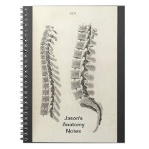 Vertebrae Drawing