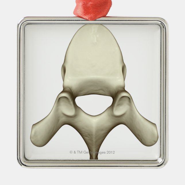 Vertebrae Metal Ornament (Front)