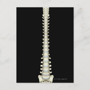 Vertebral Column 2 Postcard