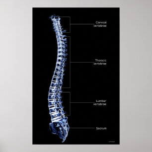 Vertebral Column 3 Poster
