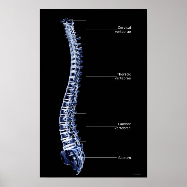 Vertebral Column 3 Poster (Front)