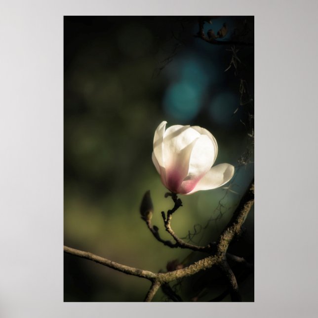 Vertical magnolia poster (Front)