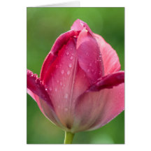 Vertical shot of a pink tulip with dew