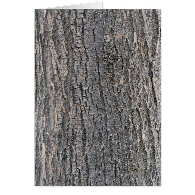 Vertical texture of tree bark (Front)