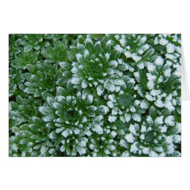 Verts gelés (Devant horizontal)