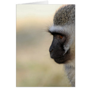 Vervet
