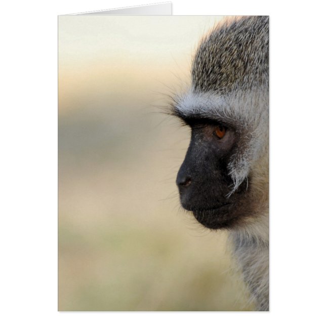 Vervet Monkey (Front)
