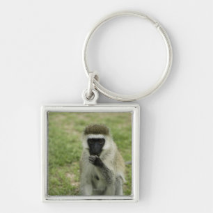 Vervet monkey eating, Africa Keychain