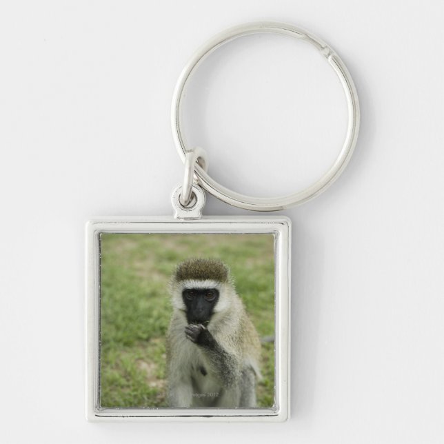 Vervet monkey eating, Africa Keychain (Front)