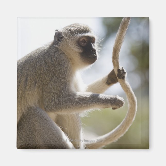 Vervet monkey holding tail magnet (Front)
