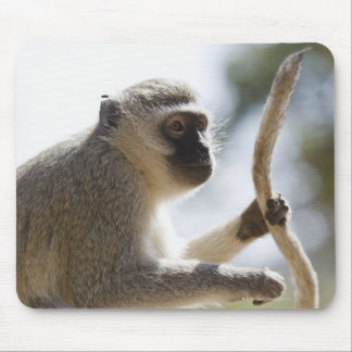 Vervet monkey holding tail mouse pad