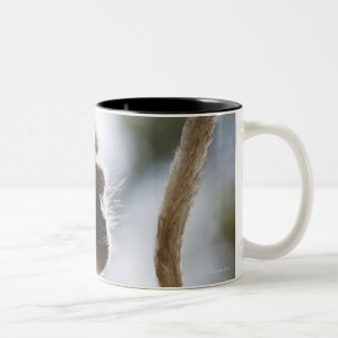 Vervet monkey holding tail Two-Tone coffee mug