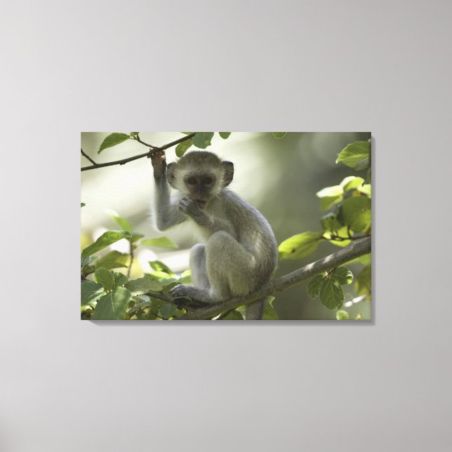 Vervet Monkey, Zimbabwe Canvas Print (Front)